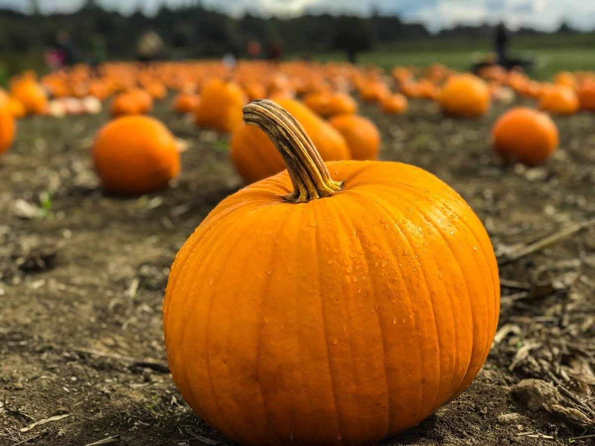 pumpkin facts stats